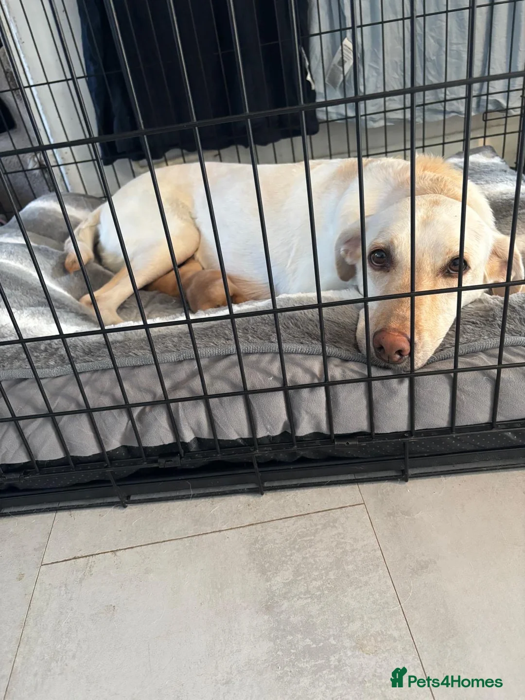 Labrador Retriever dogs for sale: Labrador pups  - Advert 1