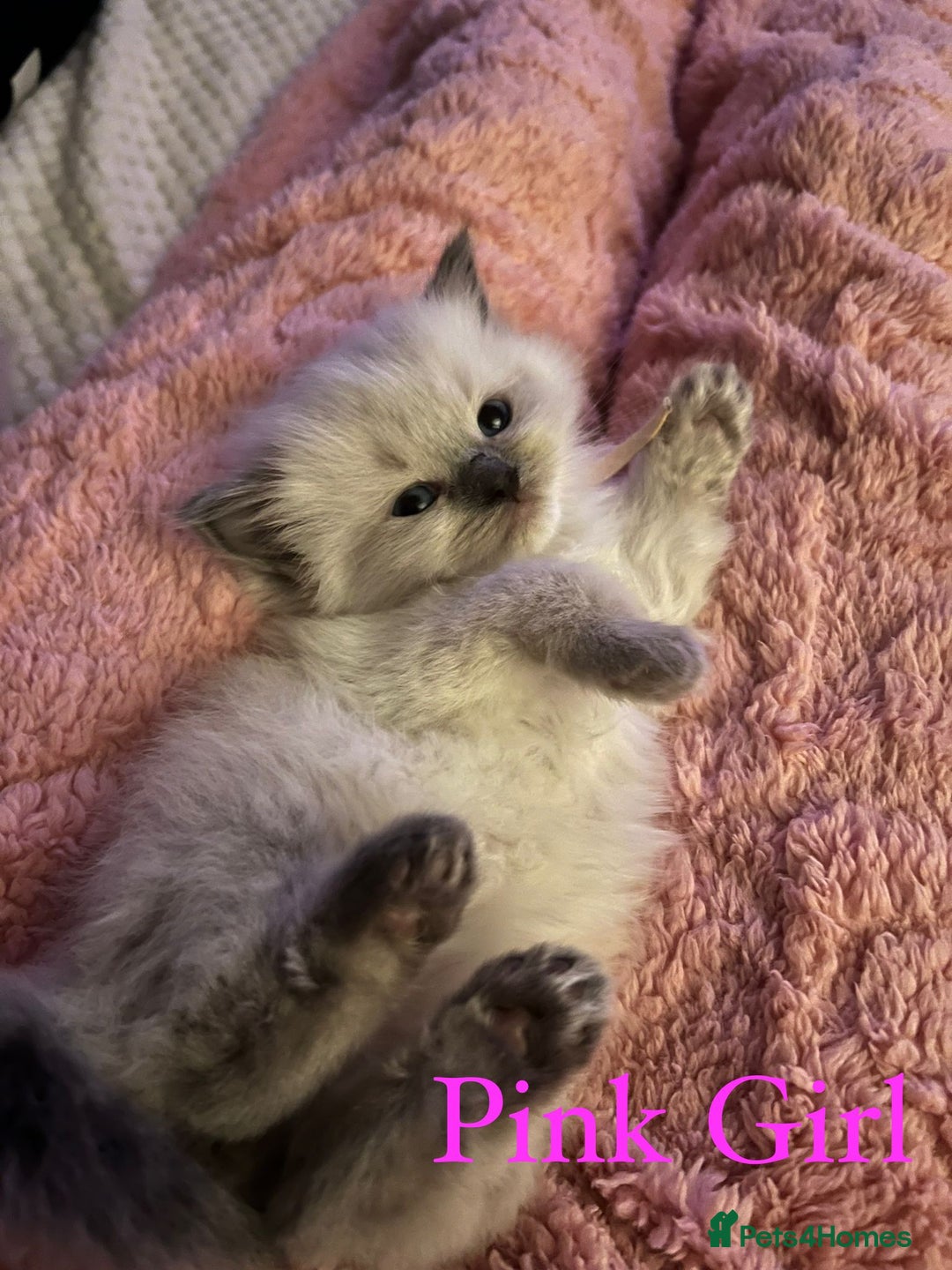 Ragdoll cats for sale: Beautiful Chunky Ragdoll Kittens For Sale - Image 21