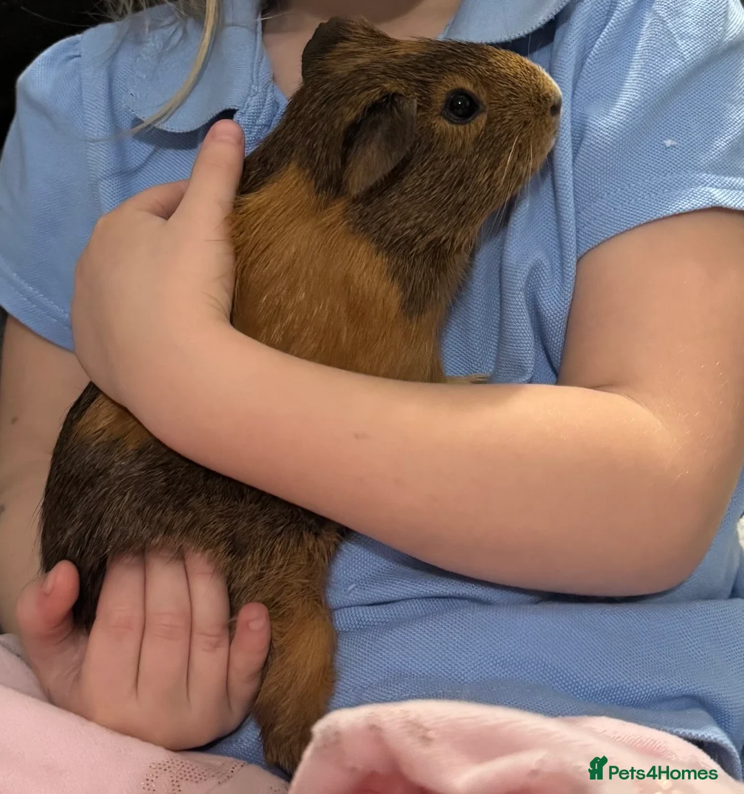Guinea Pig rodents for sale: Male and female guinea pigs in Cambridge - Advert 2