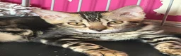 Bengal cats for sale: Beautiful Marble Bengal Kittens  - Advert 4