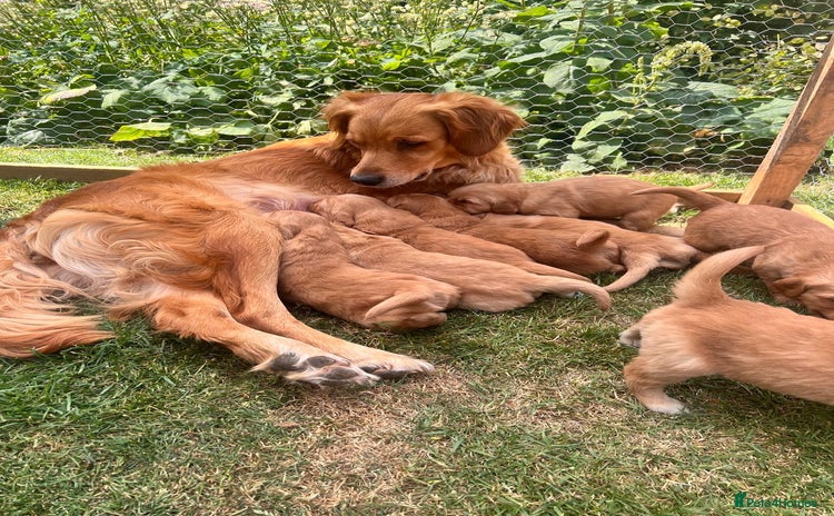 Golden Retriever dogs - Advert 1
