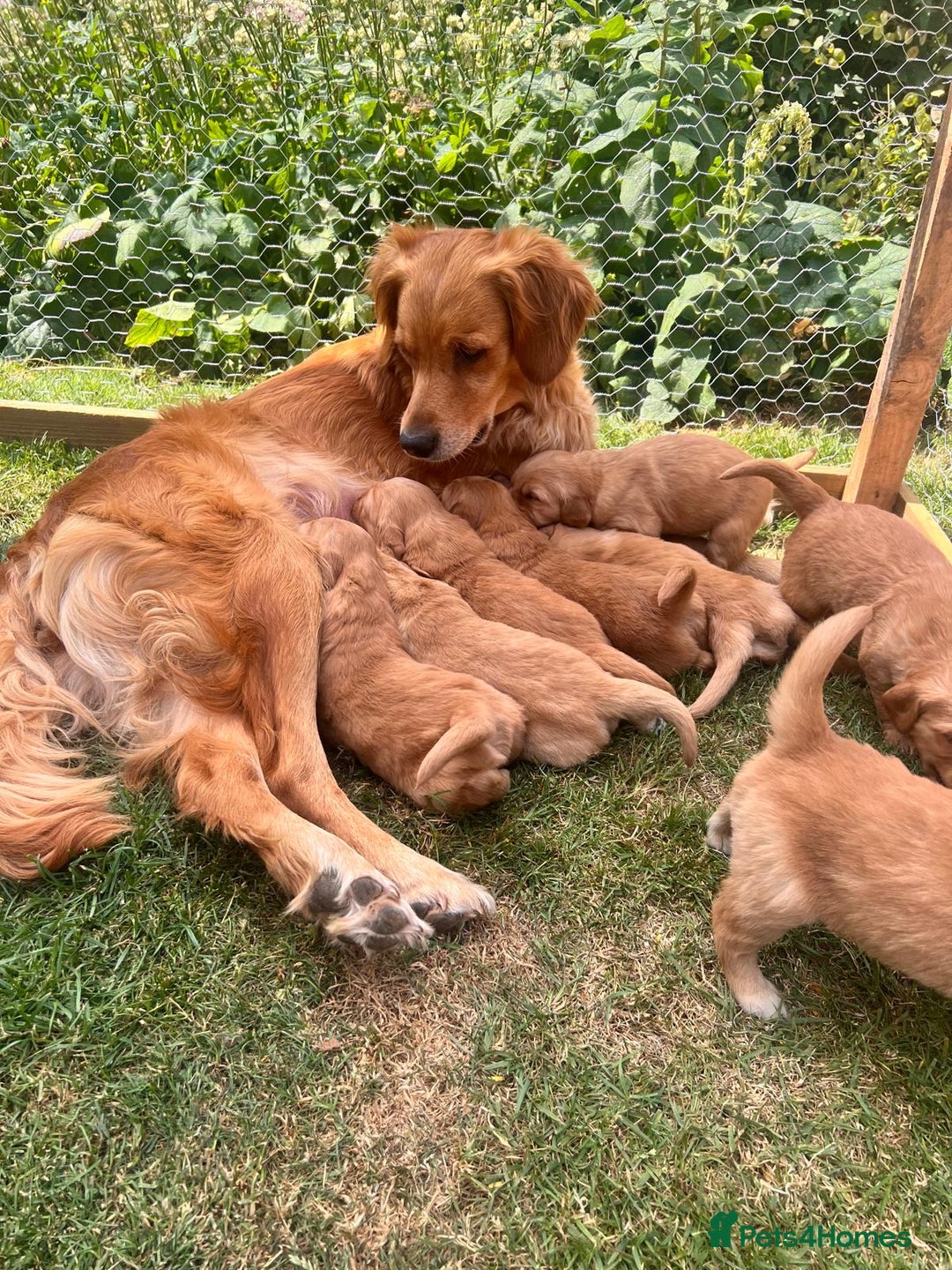 Golden Retriever dogs for sale: 1 bitch and 3 dogs currently available  - Image 1