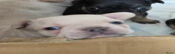 French Bulldog dogs for sale: French bulldog Puppies.  - Advert 2