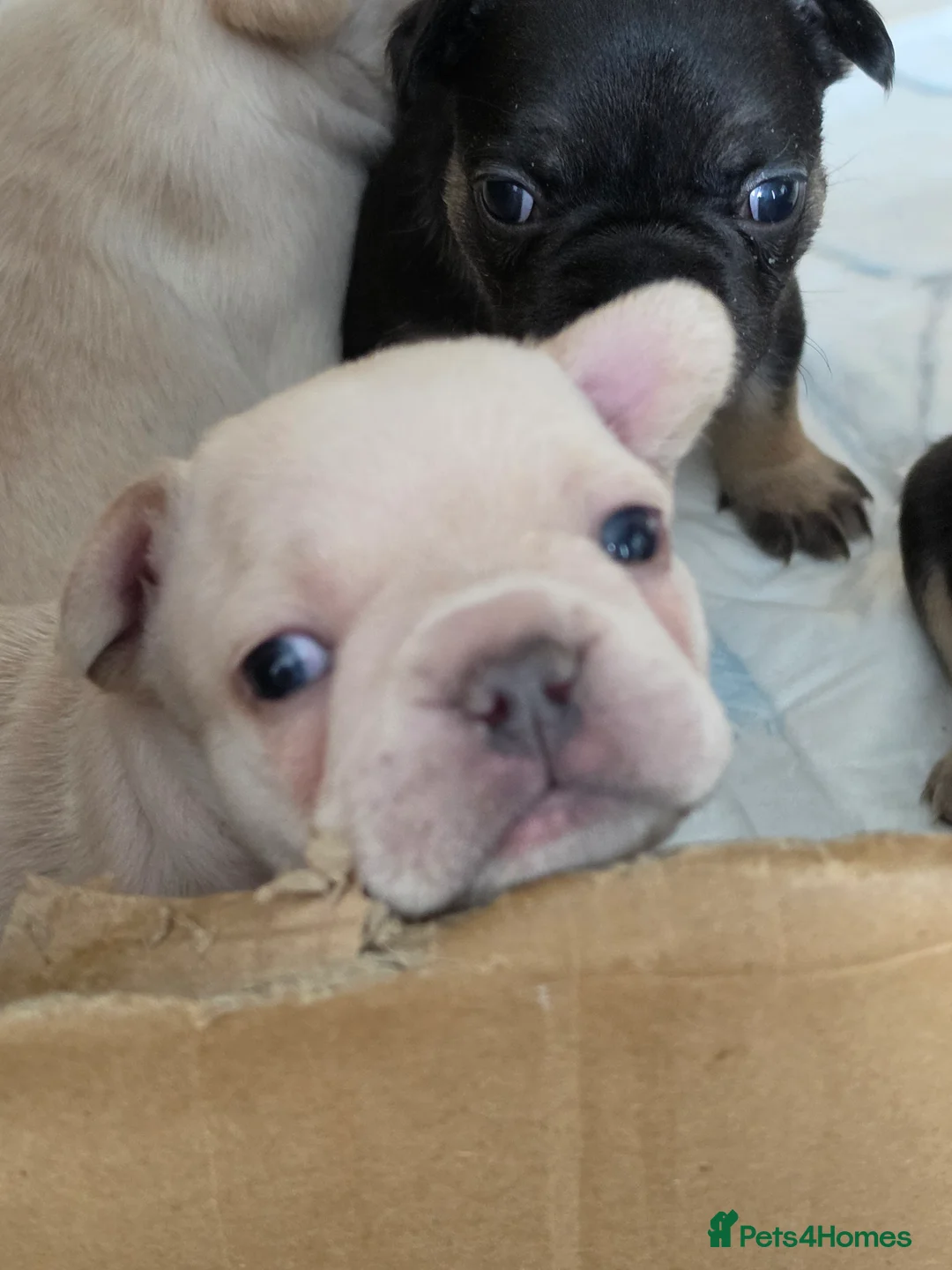 French Bulldog dogs for sale: French bulldog Puppies.  - Advert 2