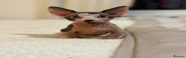 Sphynx Kitten 2