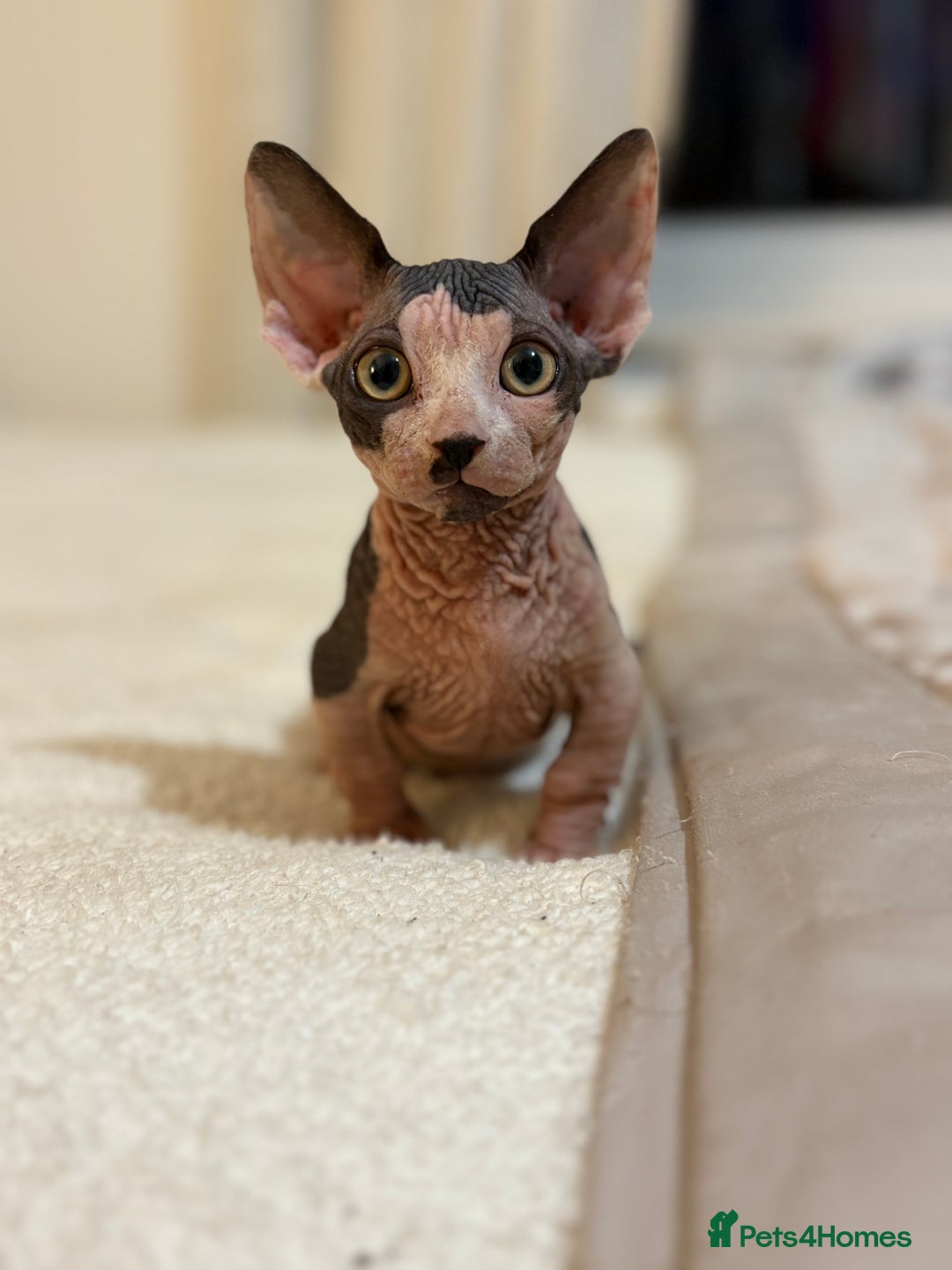 Sphynx cats for sale: Two beautiful male Sphynx kittens  - Advert 23