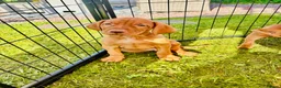 Hungarian Vizsla dogs for sale: KC REGISTERED VIZSLA PUPPIES  in Knutsford - Advert 5