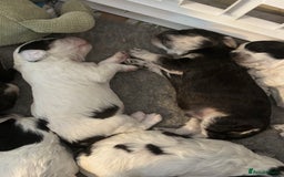 Cockapoo dogs for sale: F1 cockapoos beautiful litter 5 left* - Image 7