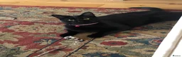 Domestic Shorthair cats for sale: Playful and loveable girl in need of a loving home - Advert 2
