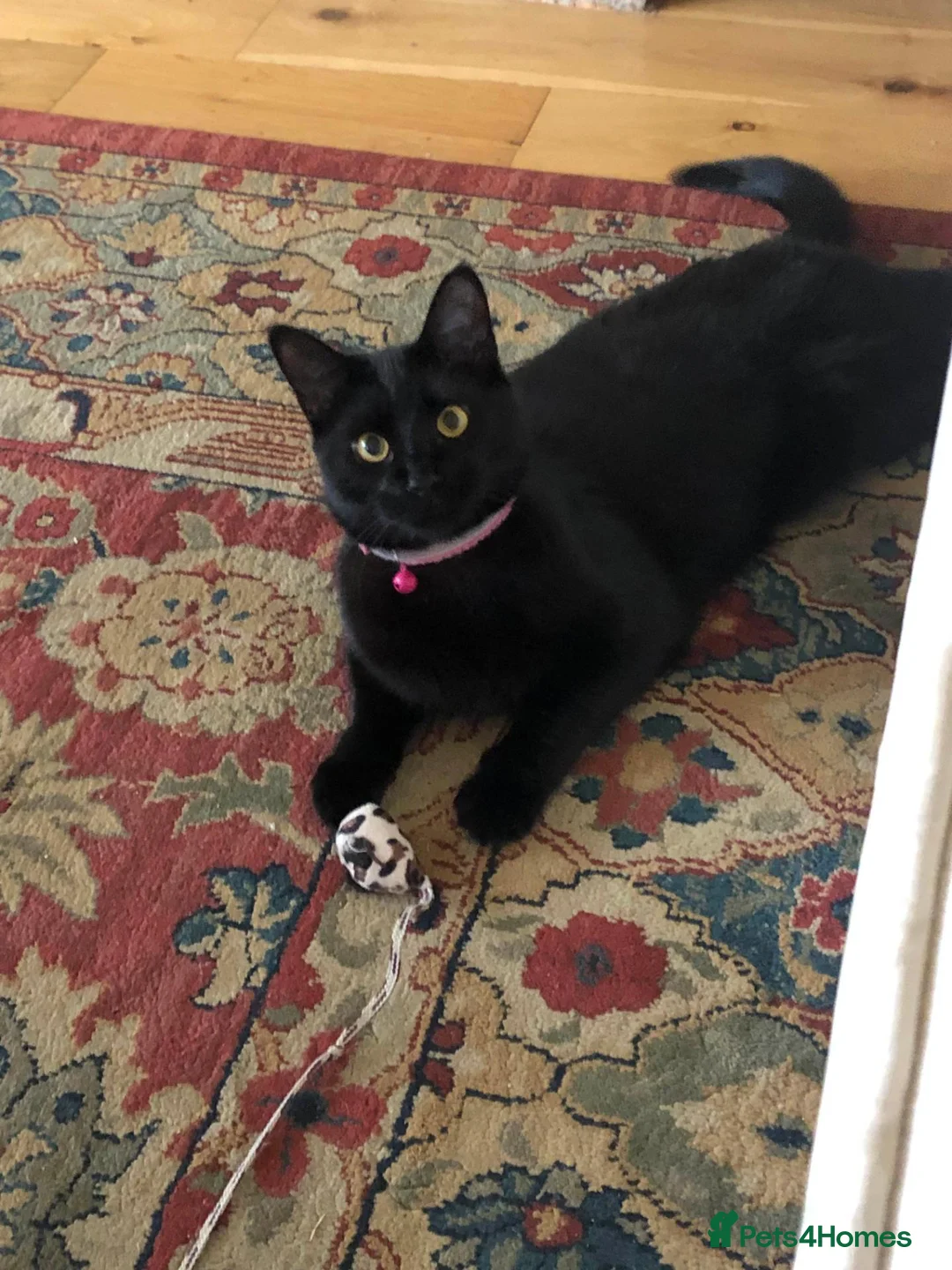 Domestic Shorthair cats for sale: Playful and loveable girl in need of a loving home - Advert 2