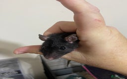 Rat rodents for sale: Baby Rats Male & Female - Image 13