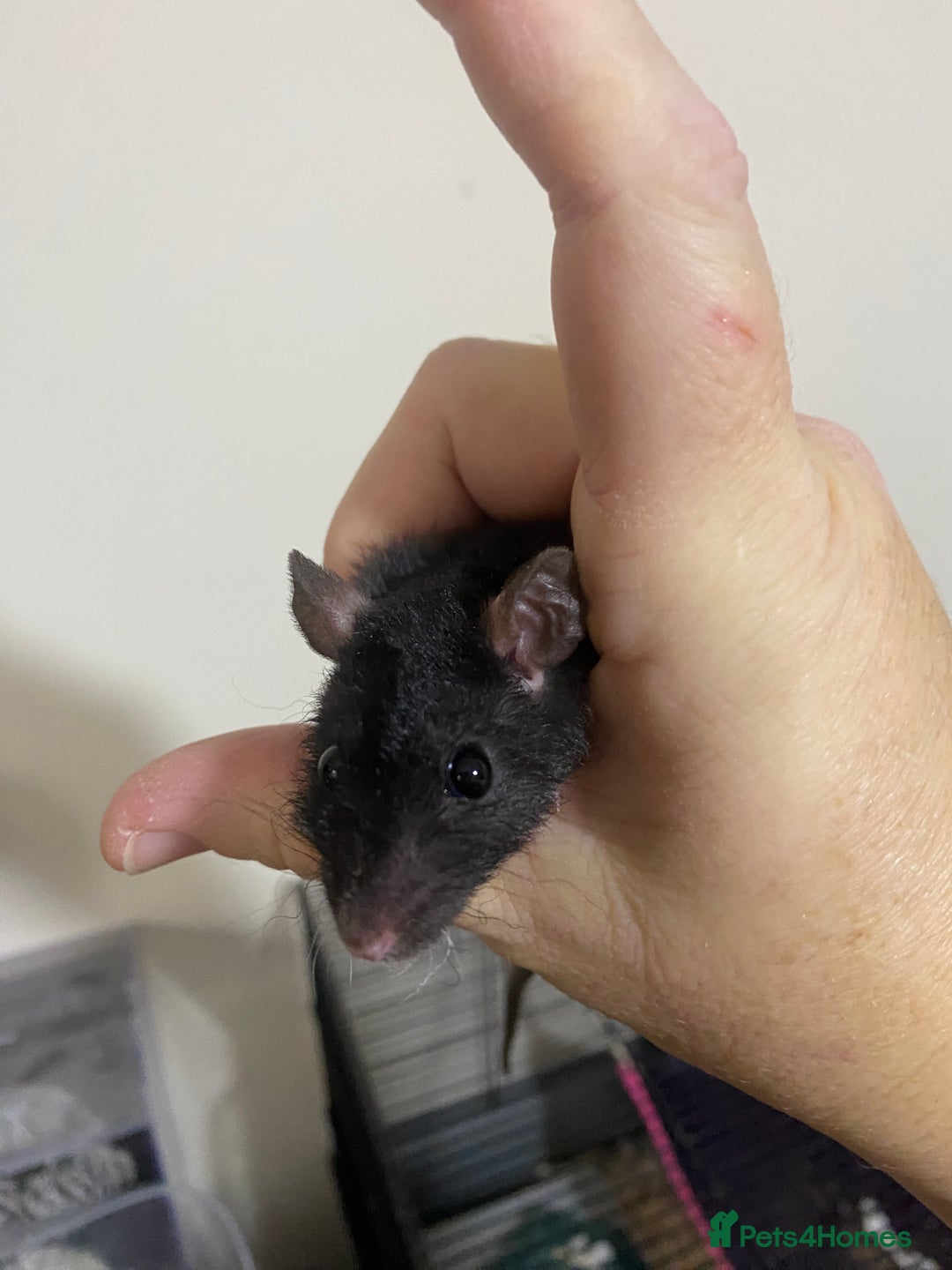 Rat rodents for sale: Baby Rats Male & Female - Image 13