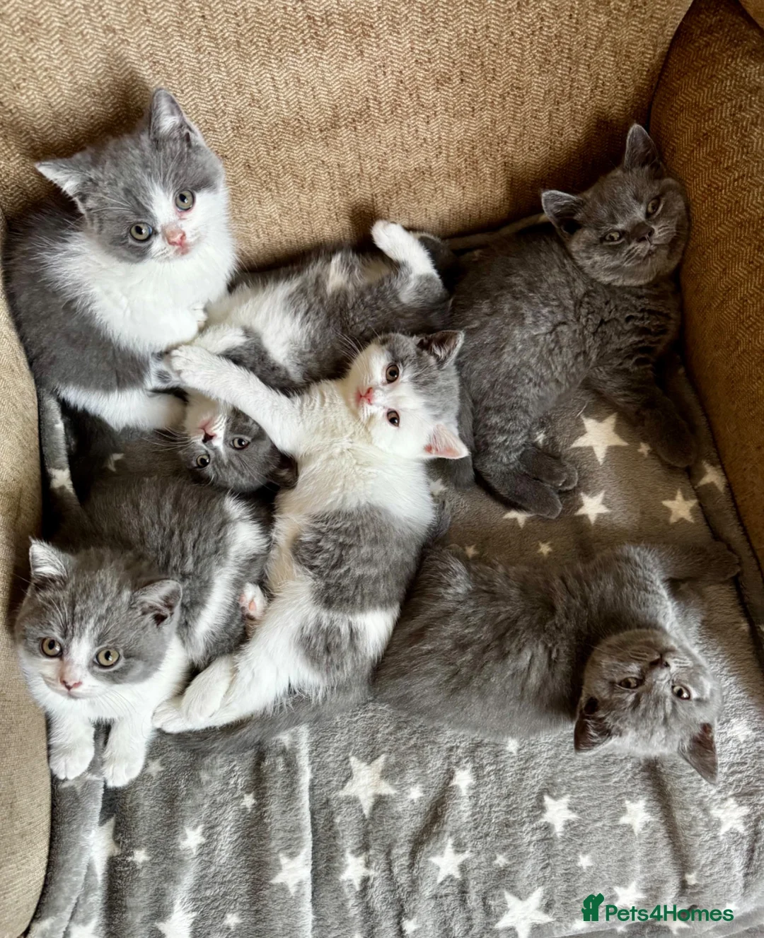 British Shorthair cats for sale: 🩶 TICA Registered British Shorthair Kittens in London - Advert 32