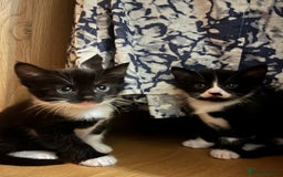 Domestic Shorthair cats for sale: 4 month old tuxedo kittens  - Advert 4