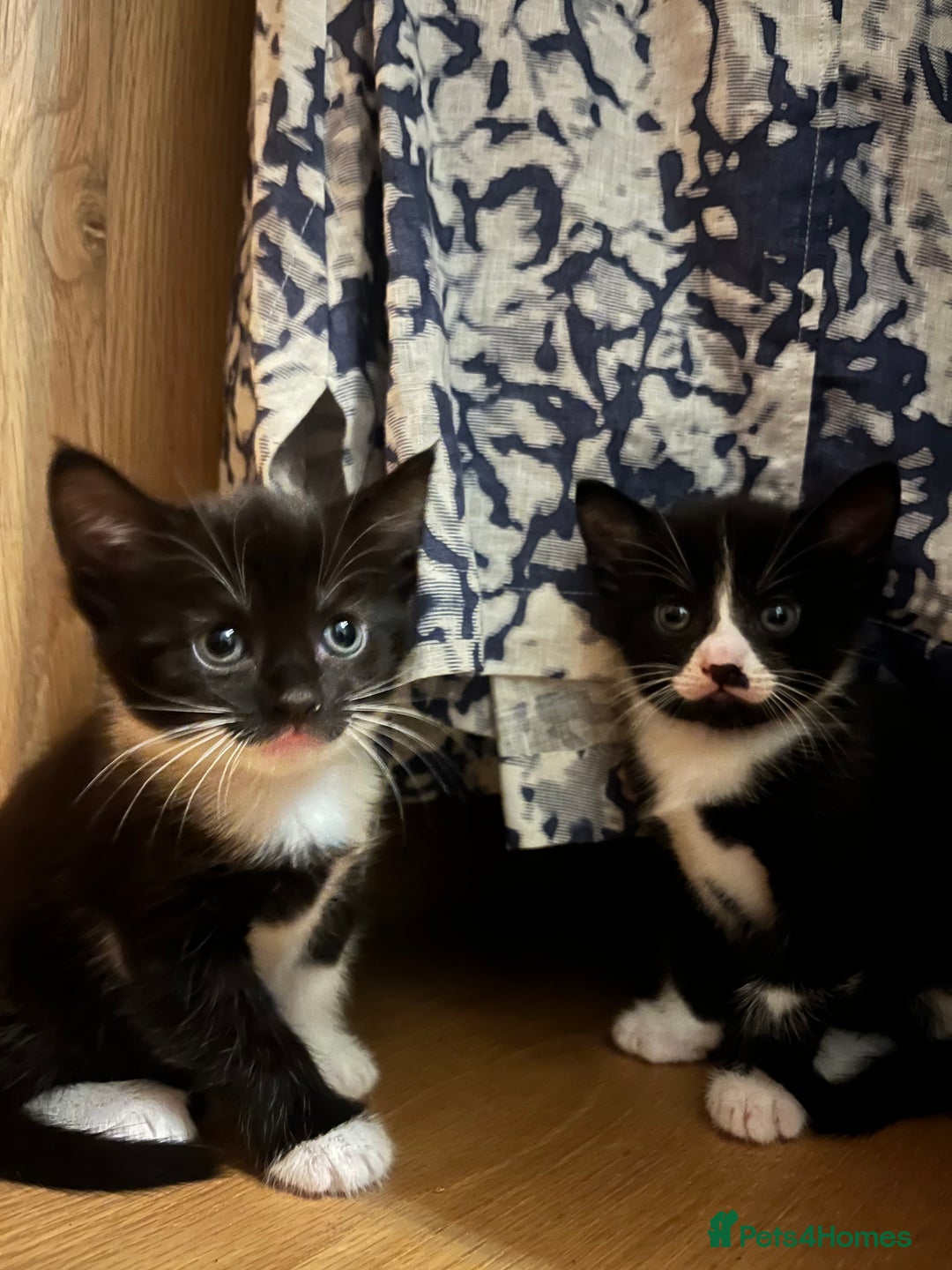 Domestic Shorthair cats for sale: 4 month old tuxedo kittens  - Advert 4