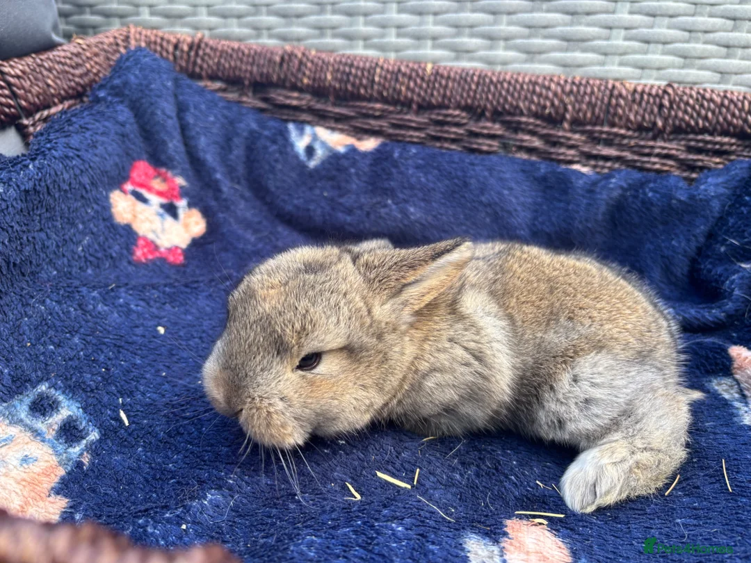 Mixed Breed rabbits for sale: Two French x mini lops  - Advert 5