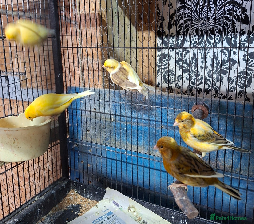 Canaries birds for sale: Fife canaries - Advert 2