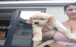 Golden Retriever dogs for sale: Golden retriever chunky pups  - Image 7