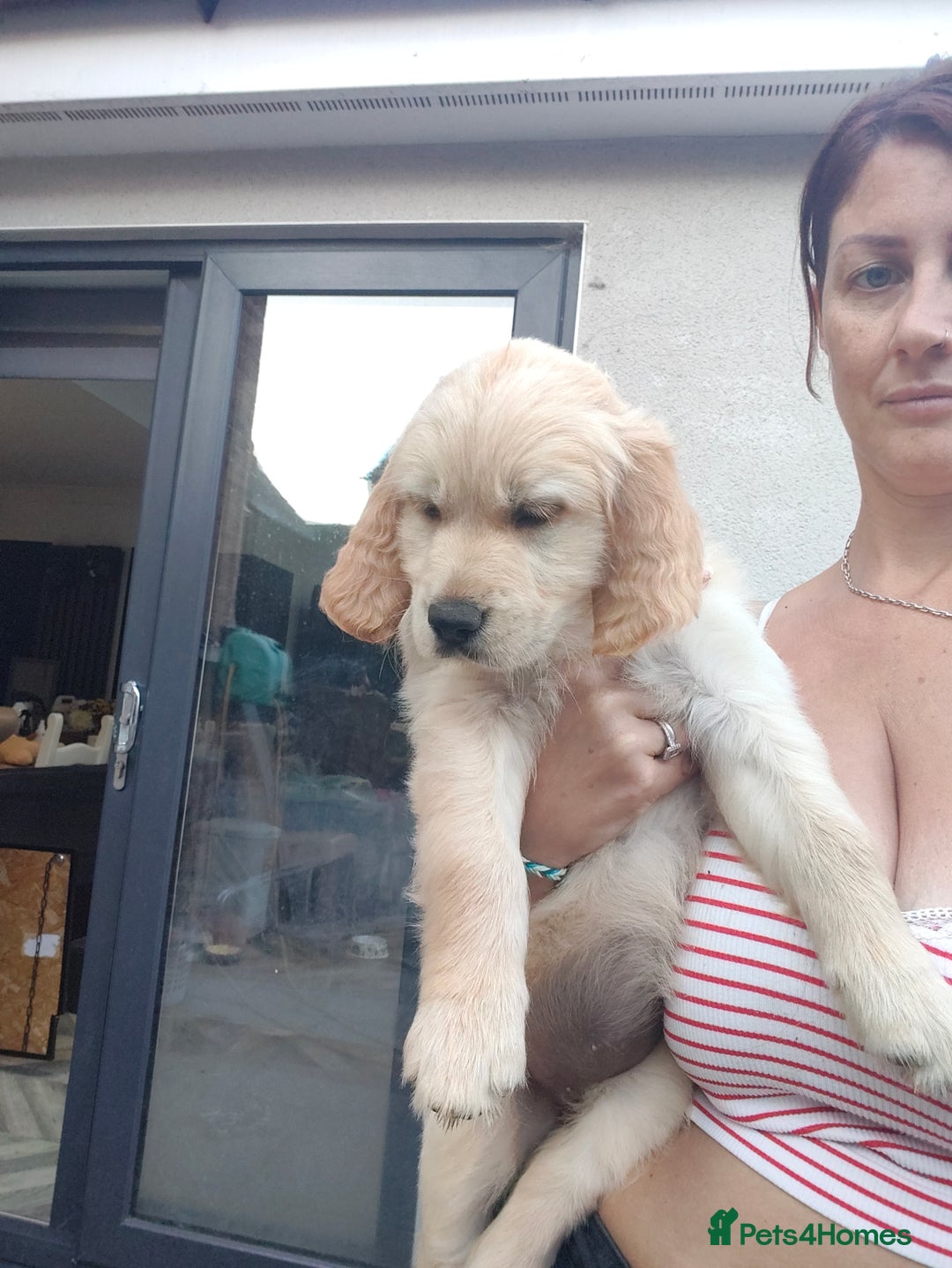 Golden Retriever dogs for sale: Golden retriever chunky pups  - Image 7