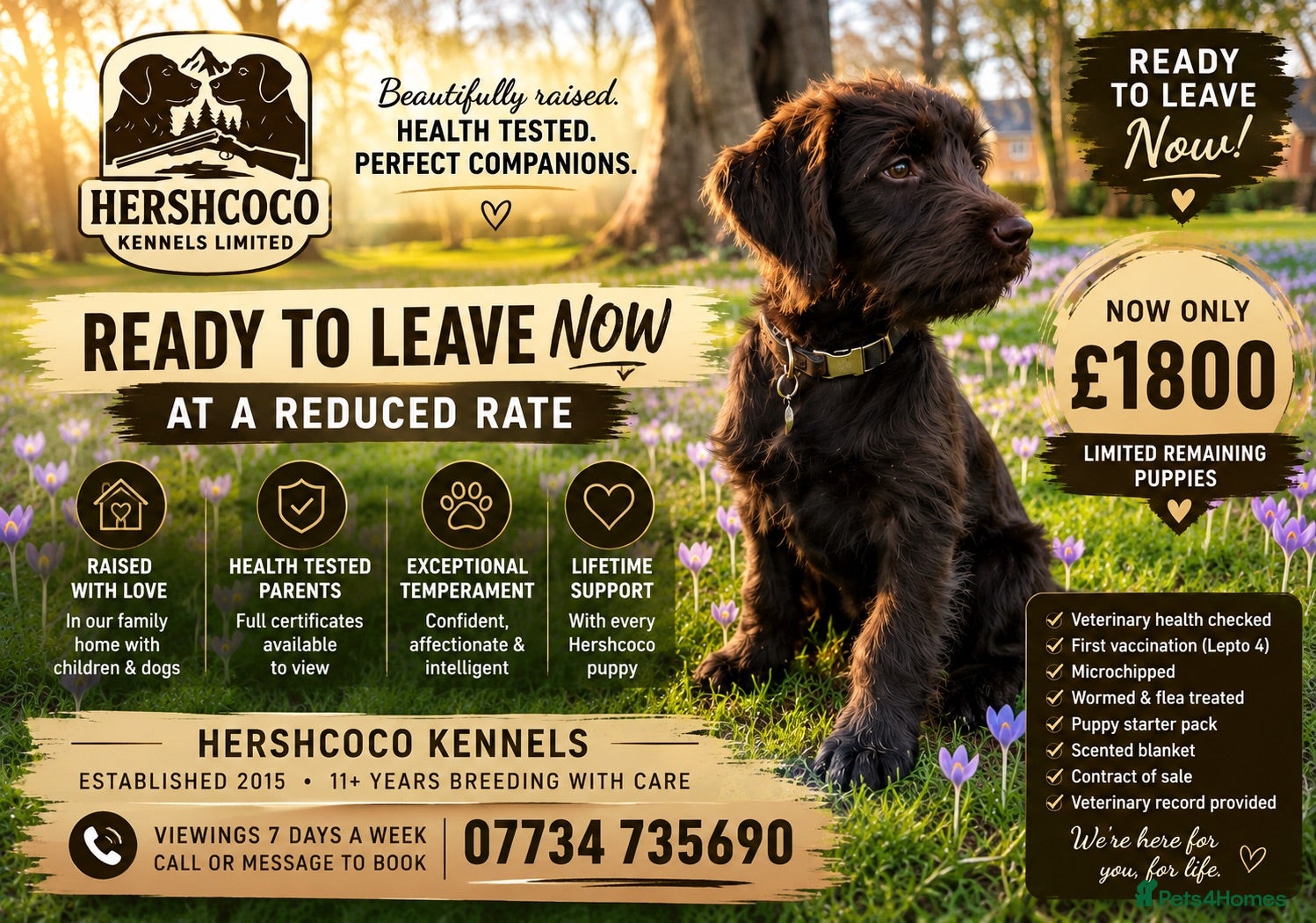 Labradoodle dogs 🐾 EXCEPTIONAL F1 LABRADOODLES – READY NOW 🐾 - Advert 1