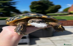 Hermann Tortoise reptiles for sale: Female Hermanns Tortoise - Image 2