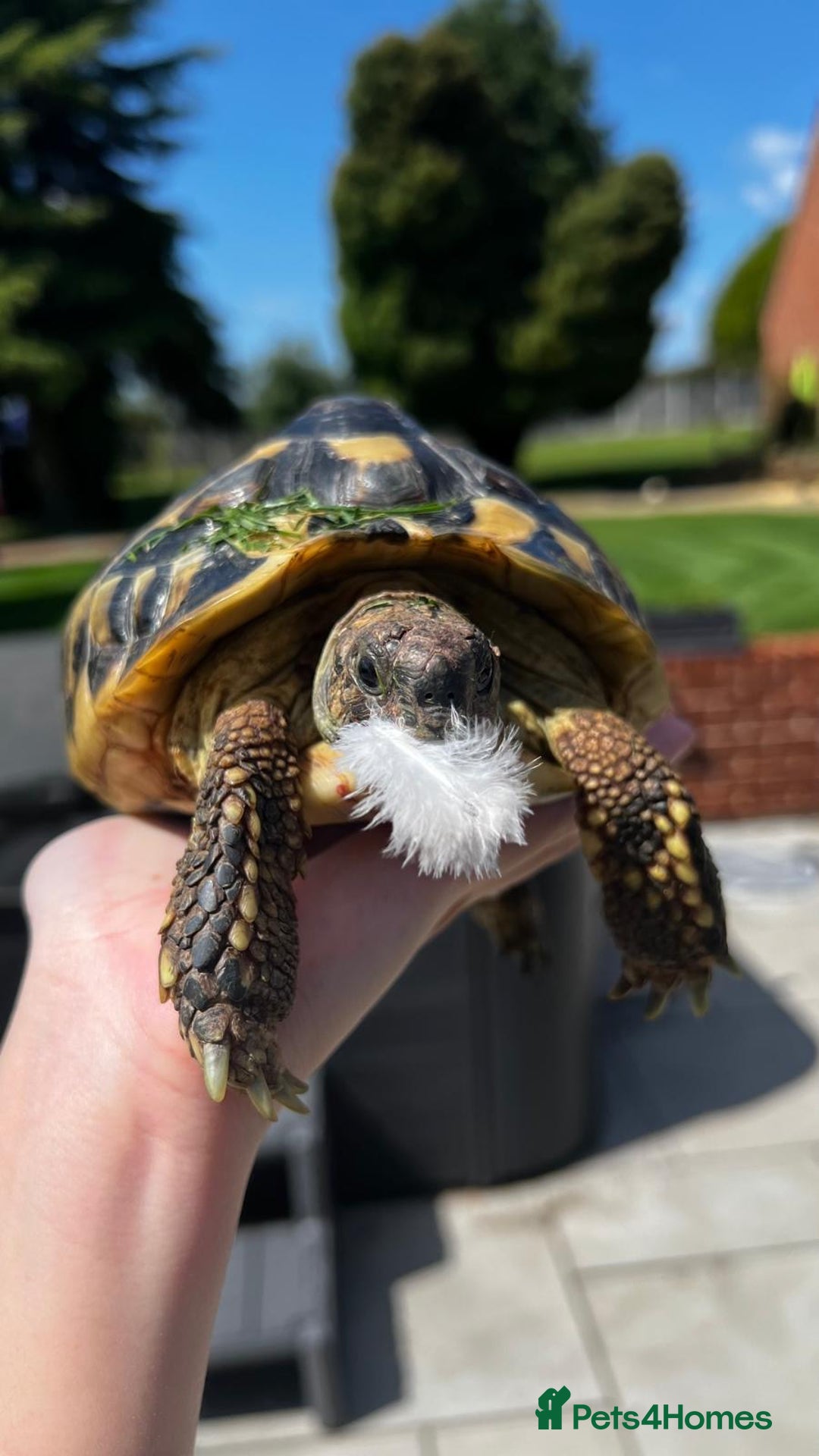 Hermann Tortoise reptiles for sale: Female Hermanns Tortoise - Image 2