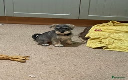 Miniature Schnauzer dogs for sale: KC registered miniature schnauzer pups for sale  - Image 2