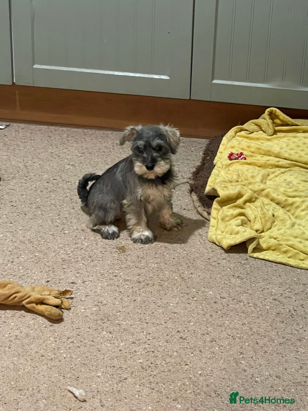 Miniature Schnauzer dogs for sale: KC registered miniature schnauzer pups for sale  - Image 2