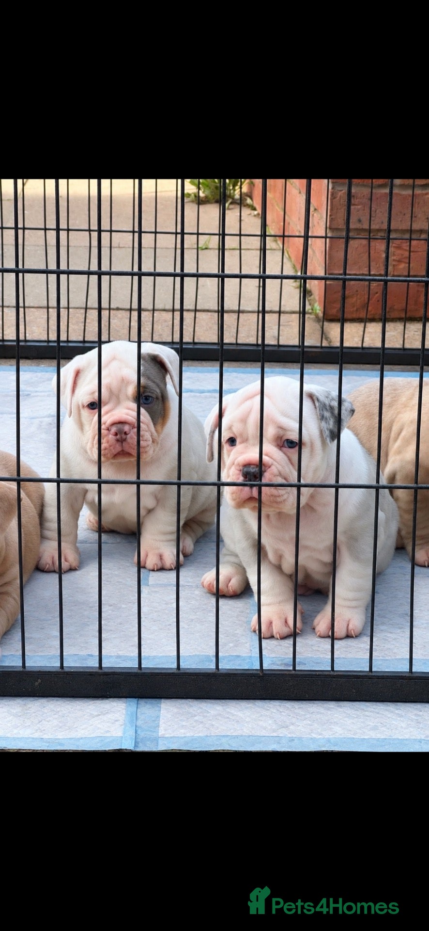 Olde English Bulldogge dogs 🍁🩵 stunning olde English pups 🩷🍁 - Advert 6