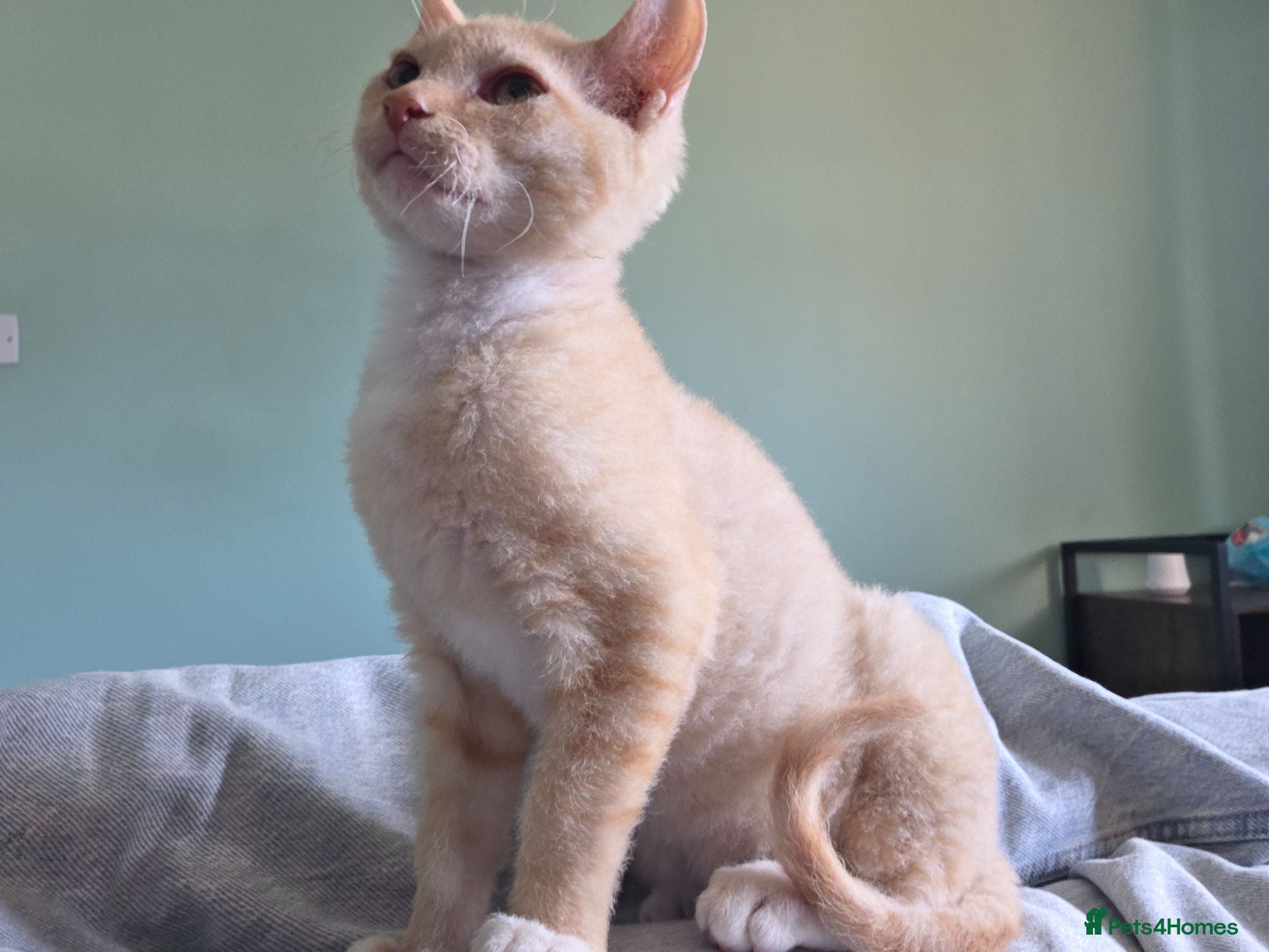 Sphynx cats Sphynx / Devon Rex Mix Kittens Ready Homes - Advert 5