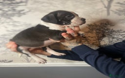 Mixed Breed dogs for sale: Bulldogs for sale  - Image 13