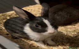 Mixed Breed rabbits for sale: Baby rabbits  in Cannock - Image 6