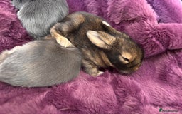 Mini Lion Lop rabbits for sale: Mini lion lops  - Image 14