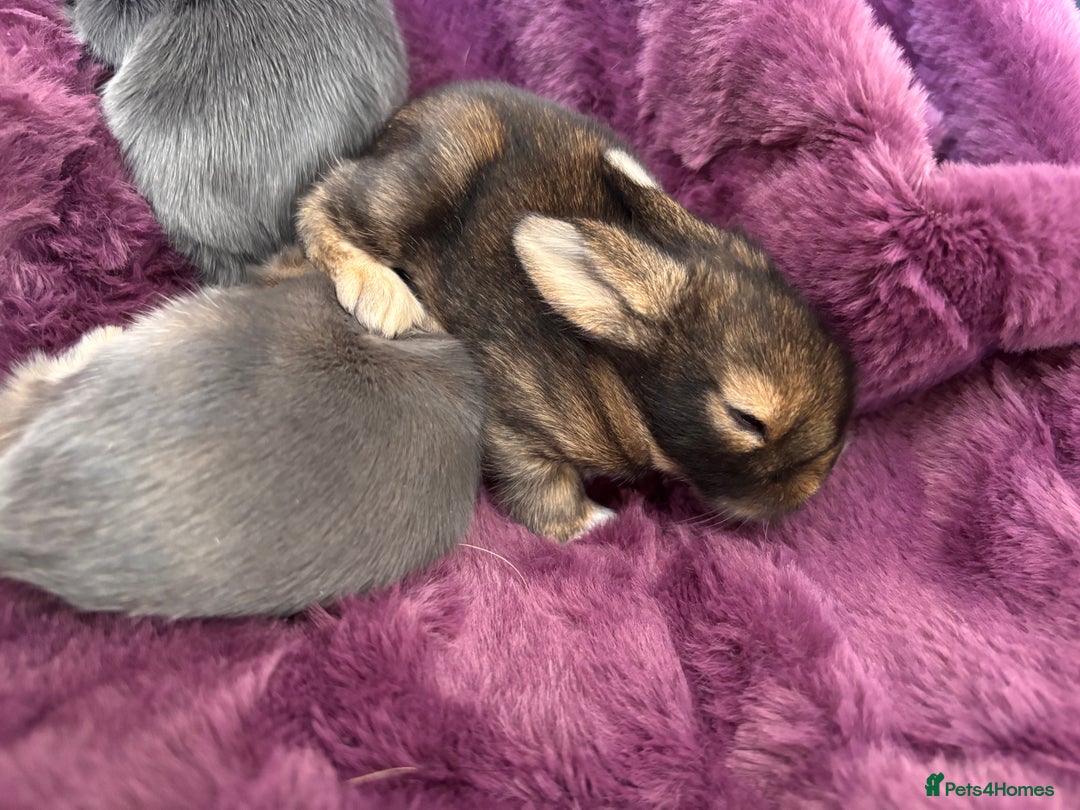 Mini Lion Lop rabbits for sale: Mini lion lops  - Image 14