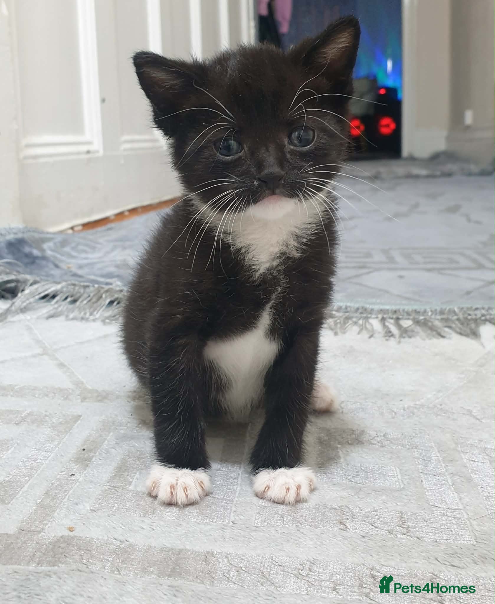 Mixed Breed cats 3 kittens for sale - Advert 1