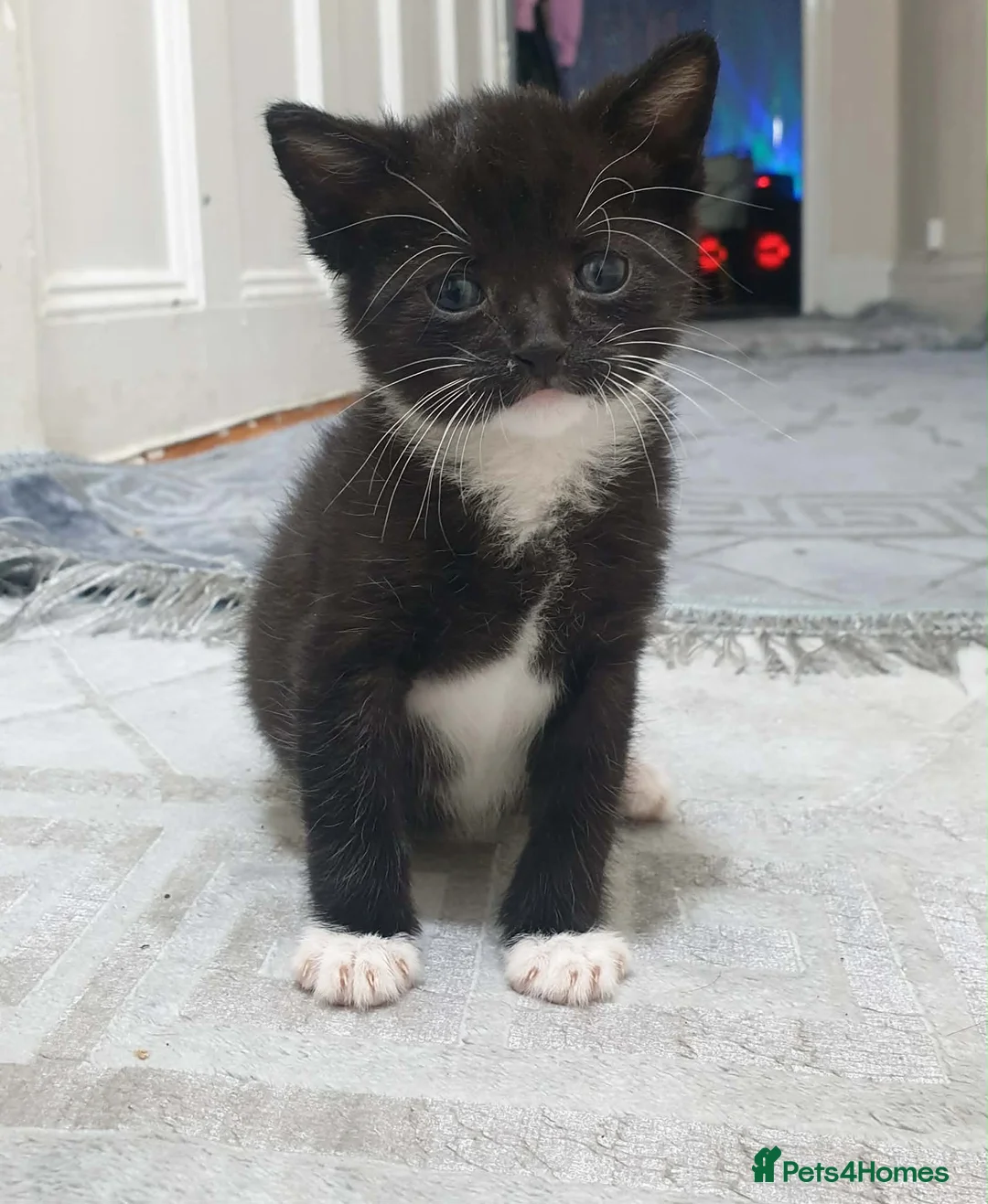 Mixed Breed cats for sale: 3 kittens for sale - Advert 1