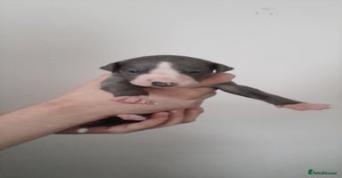 Whippet dogs whippet pups - Advert 16