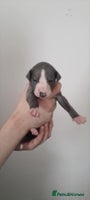 Whippet dogs whippet pups - Advert 2