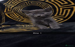 British Shorthair cats for sale: ⭐️Bsh kittens⭐️ - Image 3