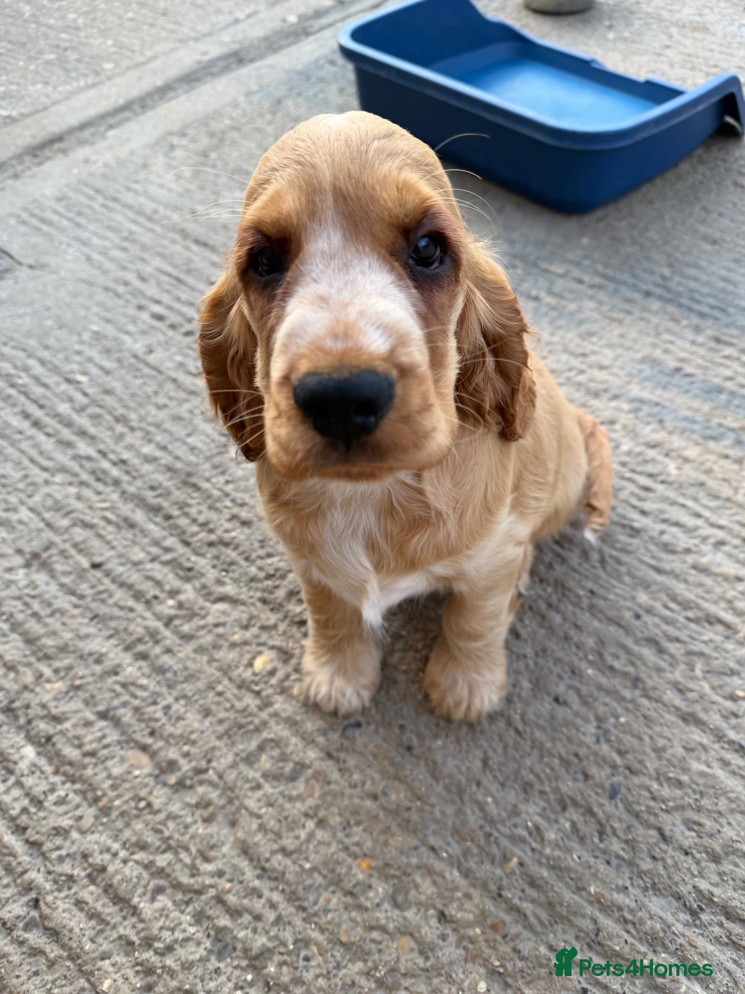 Cocker Spaniel dogs Stunning English show type cocker puppies  - Advert 1