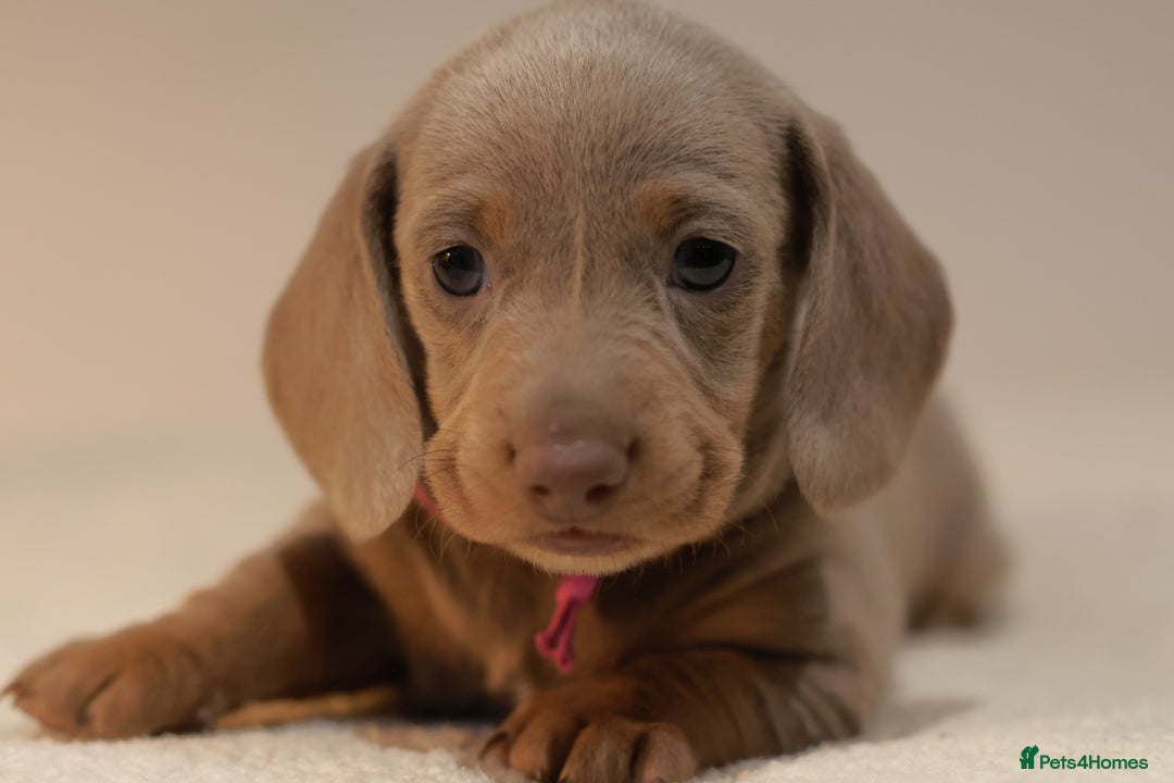 Miniature Dachshund dogs for sale: 5StarsLicensed+KC+PRAClear+VetChecked - Image 10