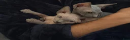 Sphynx cats for sale: Sphynx girls for sale  - Advert 13