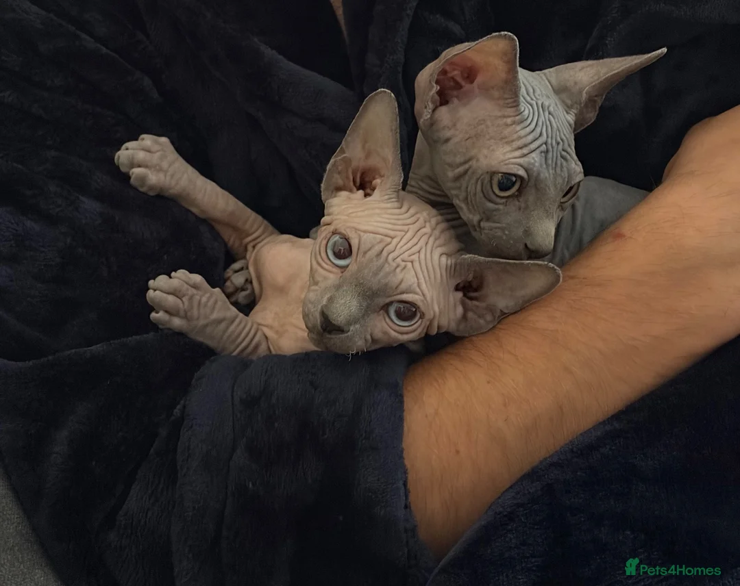 Sphynx cats for sale: Sphynx girls for sale  - Advert 13