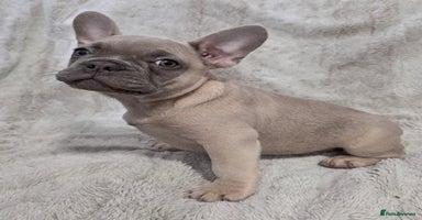 French Bulldog dogs - Advert 4