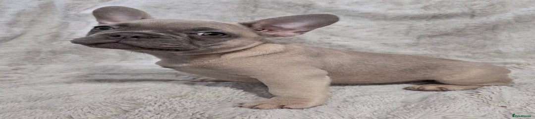 French Bulldog Puppy 1