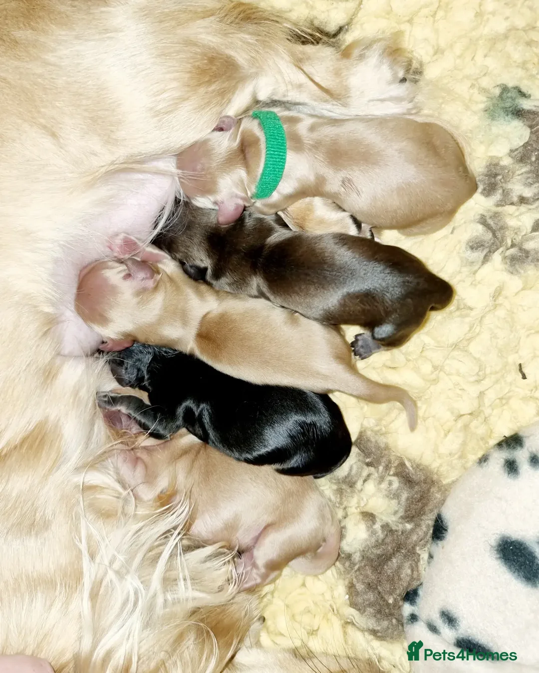 Miniature Dachshund dogs for stud: Clear Cream Stud in Rochford - Advert 3