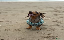 Miniature Dachshund dogs for sale: 2 Minature Dachshund - Image 8