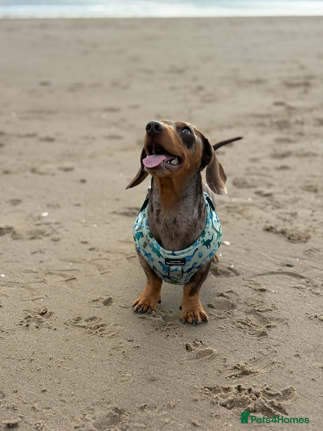 Miniature Dachshund dogs for sale: 2 Minature Dachshund - Image 8
