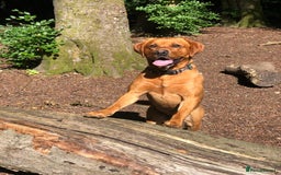 Labrador Retriever dogs for sale: Stunning Pure Labrador retriever puppies - Image 23