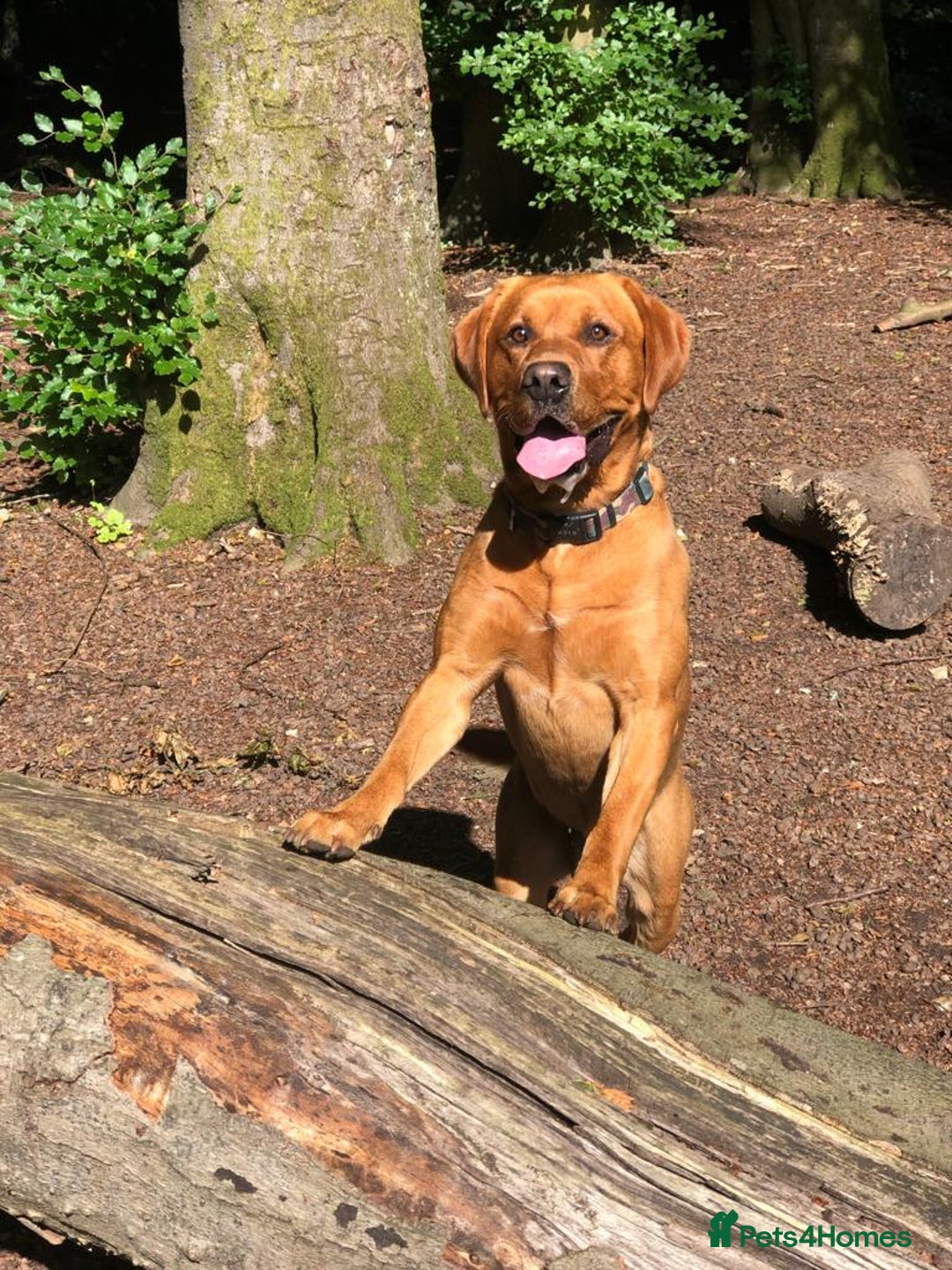Labrador Retriever dogs for sale: Stunning Pure Labrador retriever puppies - Image 23